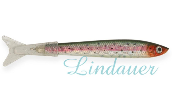 Sabine die Regenbogenforelle FISCH895